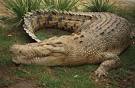 крокодил 2