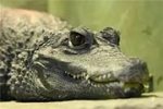 крокодил 3